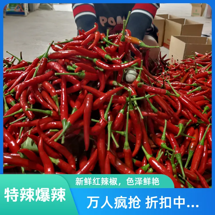 新鲜现摘特辣小米辣可用于餐饮调味的全红朝天椒蔬菜辣椒泡椒海椒