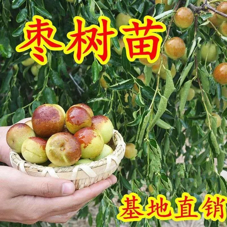 a正宗冰糖脆枣嫁接枣树苗盆栽地栽阳台庭院南方北方种植当年结果