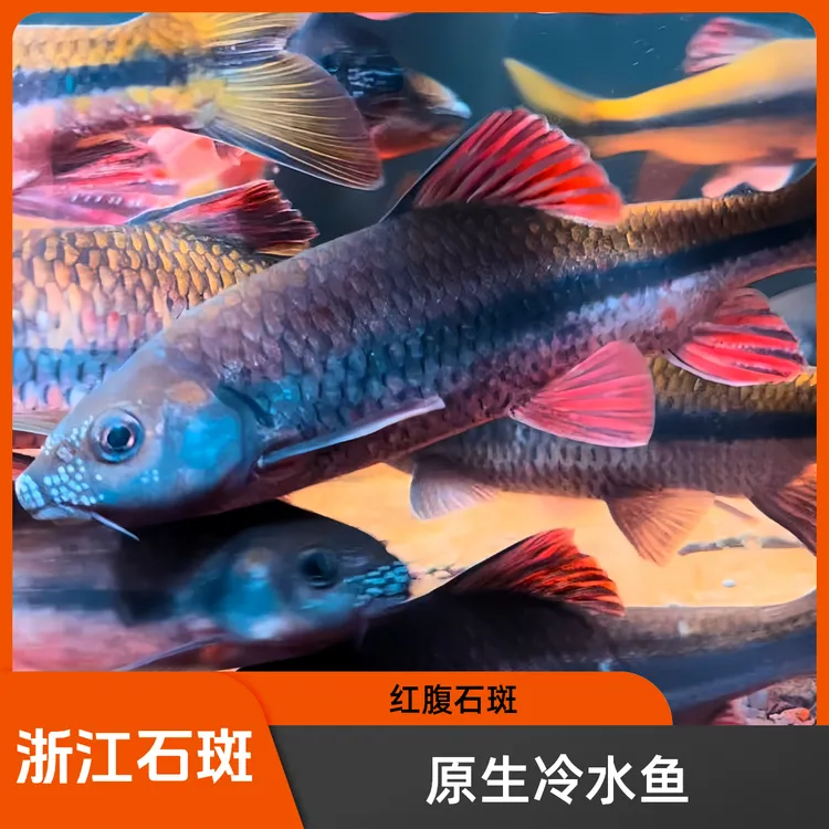 原生冷水鱼浙江溪石斑红腹石斑好养活溪流鱼