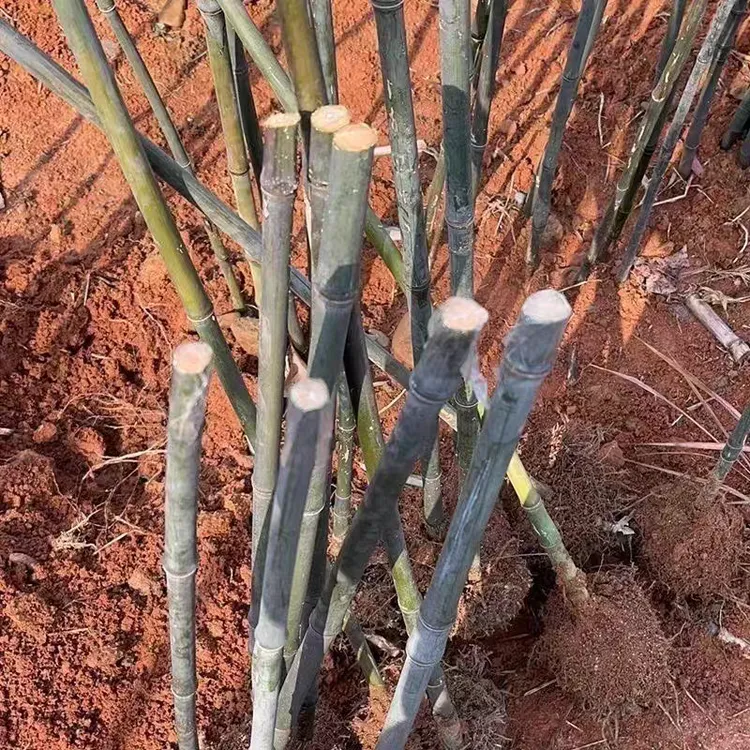 红心竹苗实心玉竹苗庭院绿植优质种苗批发供应竹子
