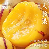 1【坏果包赔】云南石林人参果新鲜应当季水果树熟黄肉熟果整箱包邮