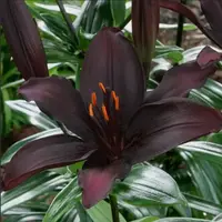 老黑家的种球【秘密之吻】进口单瓣亚百百合种球四季种阳台多年生