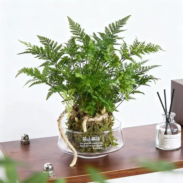 狼尾蕨盆栽水培苔藓球植物室内花美观好养四季常绿耐阴客厅卧室花