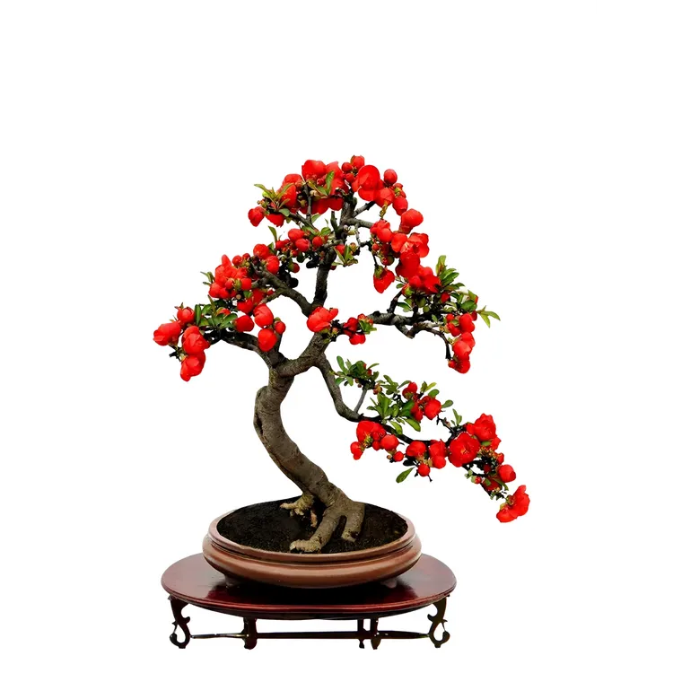 海棠花四季开花一物一拍上档次精品盆栽植物南北好养
