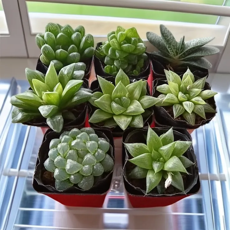 玉露多肉植物7颗多肉懒人福利好养易活窗台绿植花卉盆栽室内