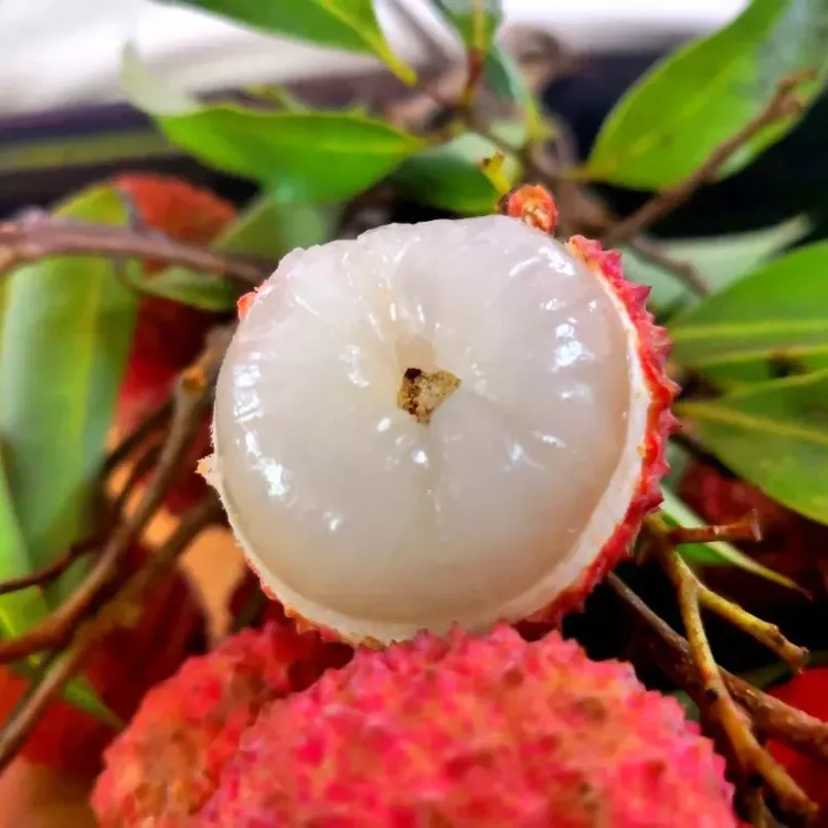 （空运）桂香沁荔，甜透盛夏——桂味荔枝引爆味蕾盛宴！荔枝推荐