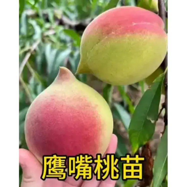 2年苗2棵】鹰嘴蜜桃 桃树苗嫁接苗连平蜜桃树苗南方北方种植果树苗