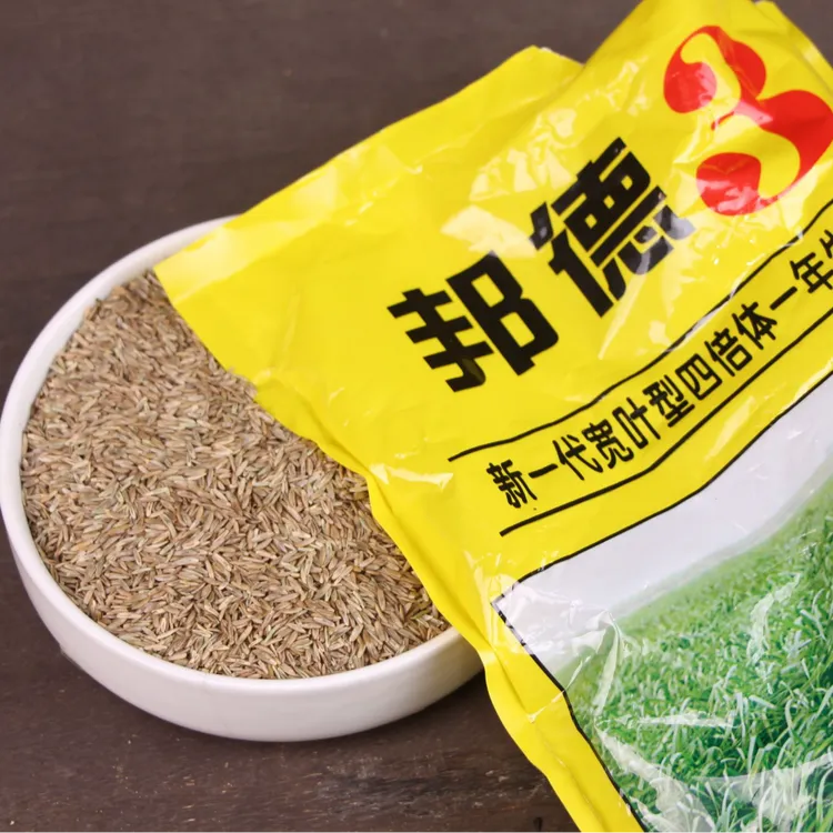 邦德3黑麦草种子四倍体养殖鸡鸭鹅猪牛羊黑麦草籽种籽秋冬播高产