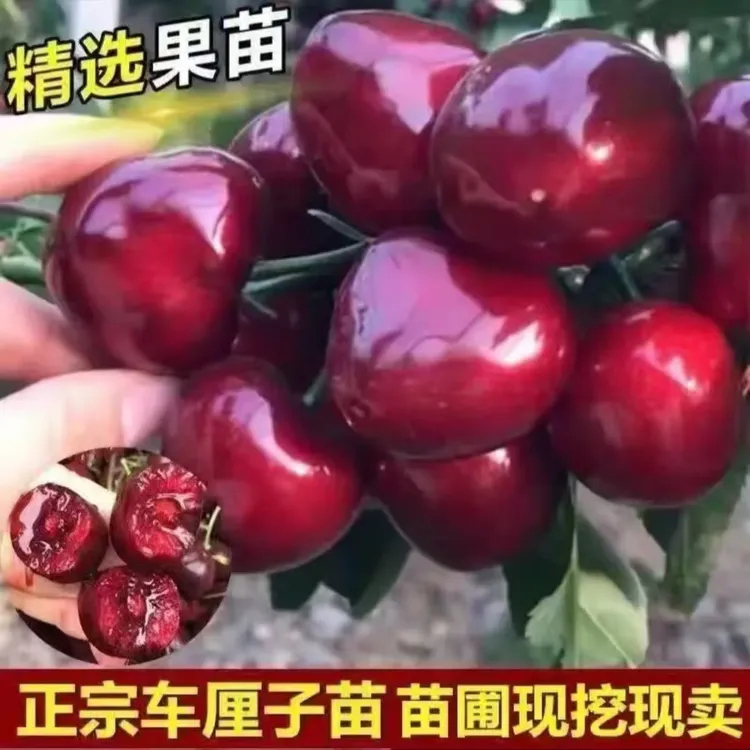 车厘子大樱桃树果苗盆栽地栽南北方种植当年结果