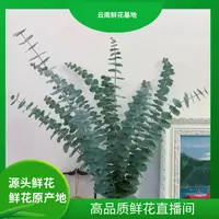 颜花【尤加利配草】云南鲜花 任意两单升级冷链或空运到家