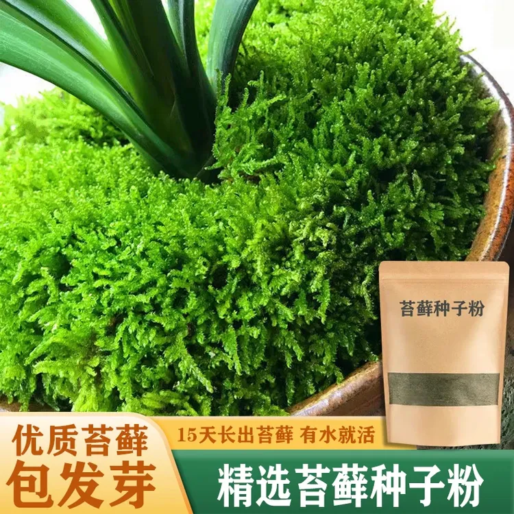 苔藓青苔种子孢子粉假山吸水石盆景盆栽绿化微景观草植物铺面装
