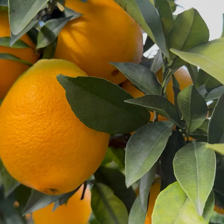 赣南品种永丰脐橙