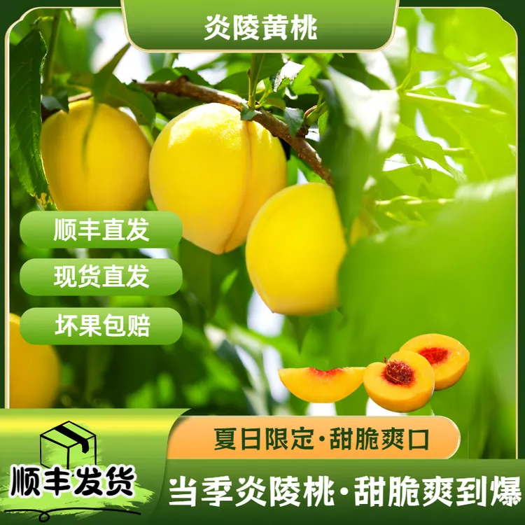 炎陵黄桃炎陵高山黄桃顺丰到家肉脆味甜正宗炎陵黄桃新鲜大黄桃