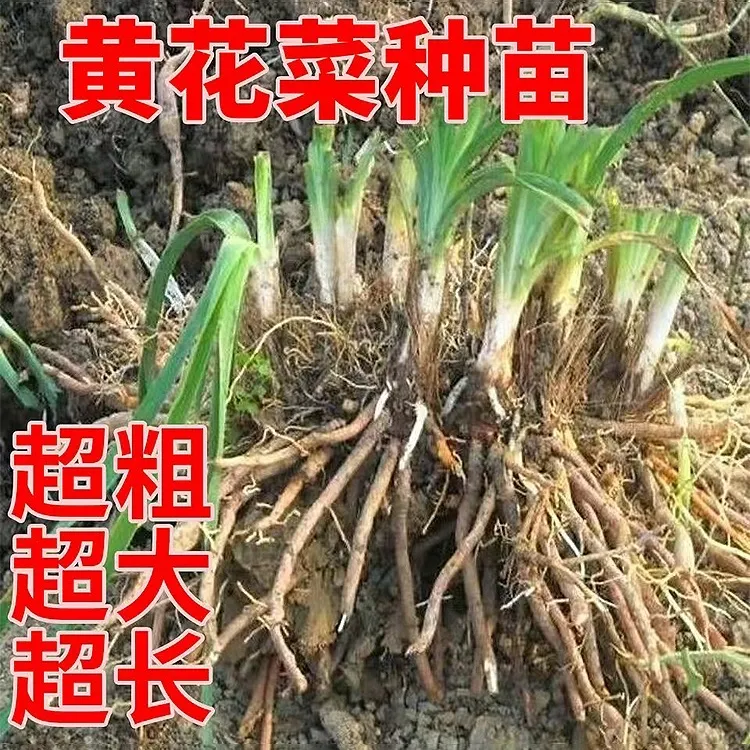 正宗黄花菜根苗食用黄花菜种苗金针菜金针花多年生种籽现挖现发