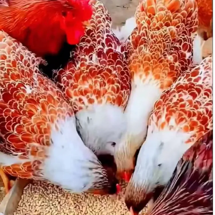 宠物鸡鱼鳞鸡活体观赏鸡苗好养