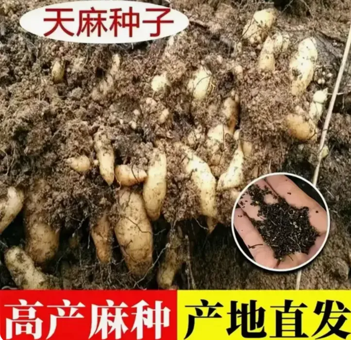 【天麻种子】四季种植盆栽阳台