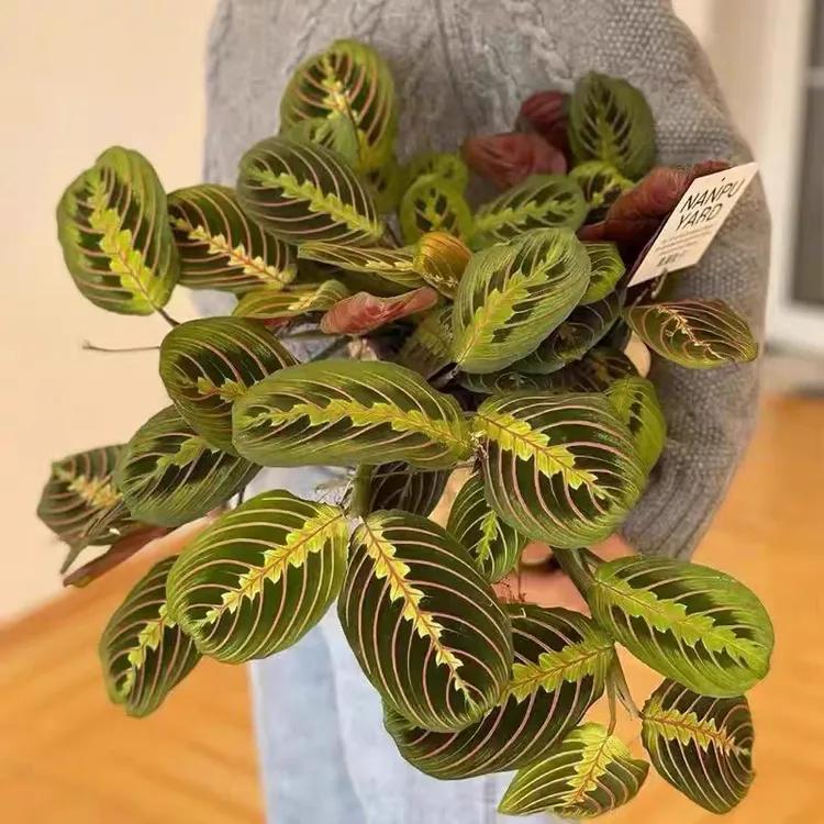 叶蝉竹芋室内观叶绿植垂吊花卉盆栽耐阴红脉豹纹海芋植物桌面美观