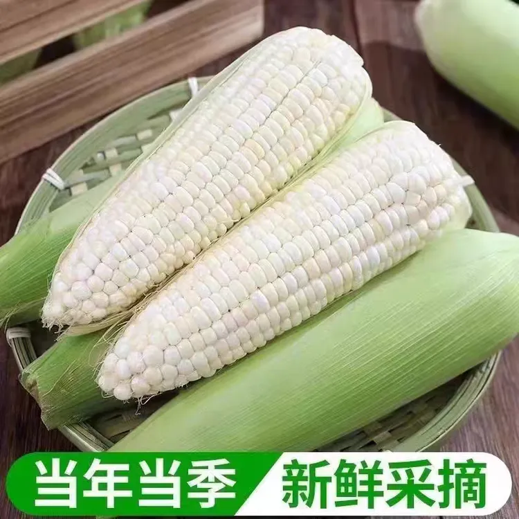 新鲜现摘白糯玉米香甜粘嫩当季甜糯玉米带皮苞谷玉米棒子