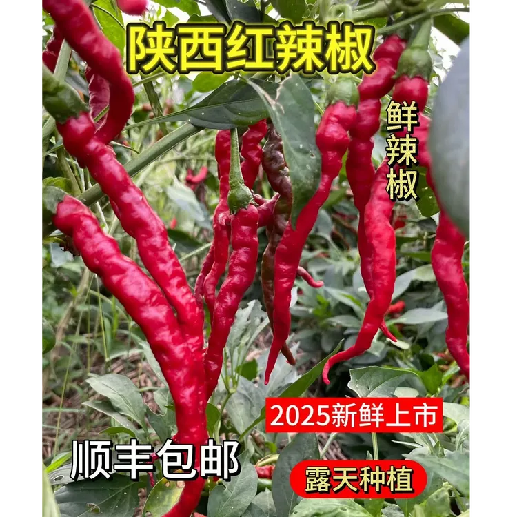 【陕西红辣椒】陕西鲜红辣椒做辣椒酱炒菜露天种植现摘现发顺丰包邮