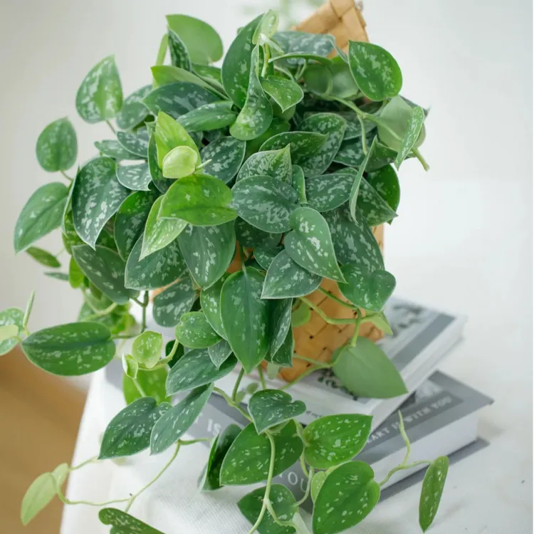 大叶银斑葛盆栽垂吊植物北欧ins植物室内 网红森系四季常青好养