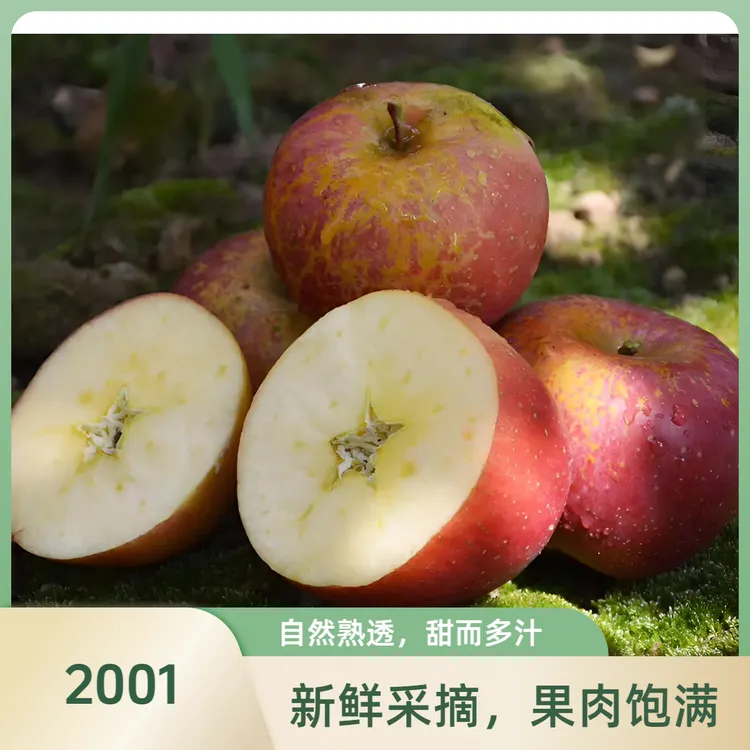 云南昭通苹果2001新鲜脆甜水果产地直发树上现摘