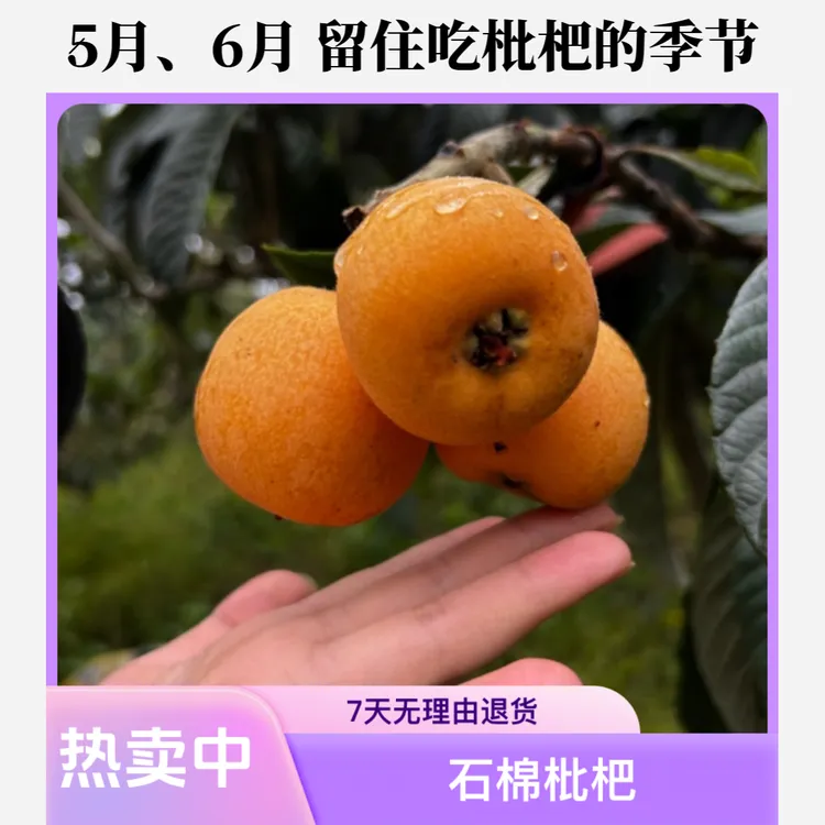 石棉枇杷 枇杷 石棉县大渡河畔 世界枇杷发源地 西南山区 包邮