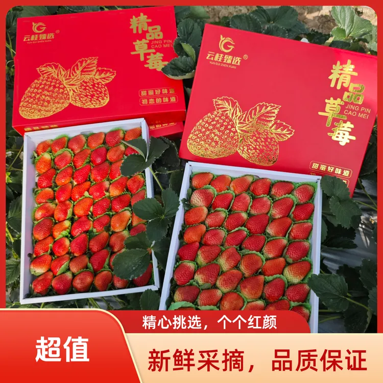 云南露天奶油草莓现货速发顺丰空运包邮大果现摘现摘现采送人送礼