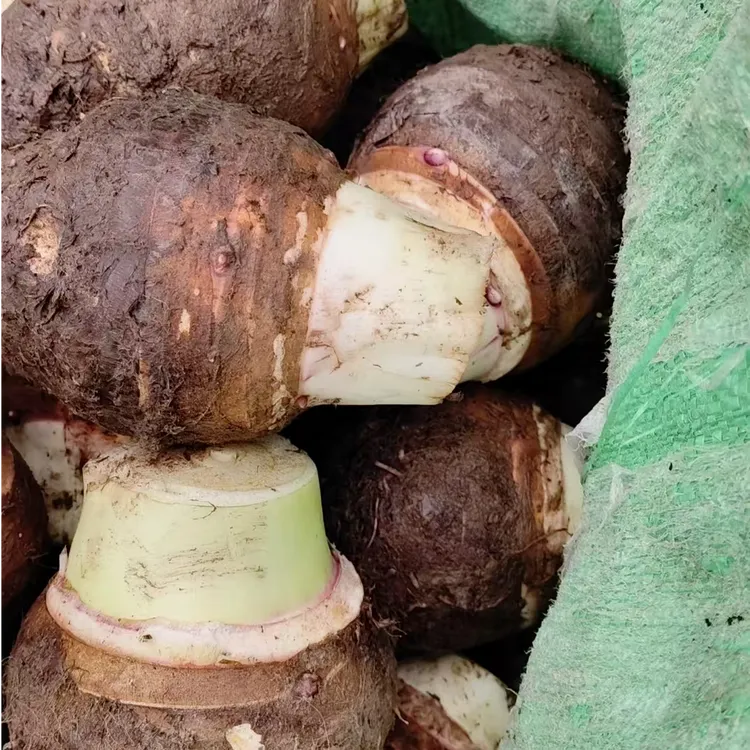 重庆垫江正宗荔浦芋头新鲜现挖软糯香甜农产品