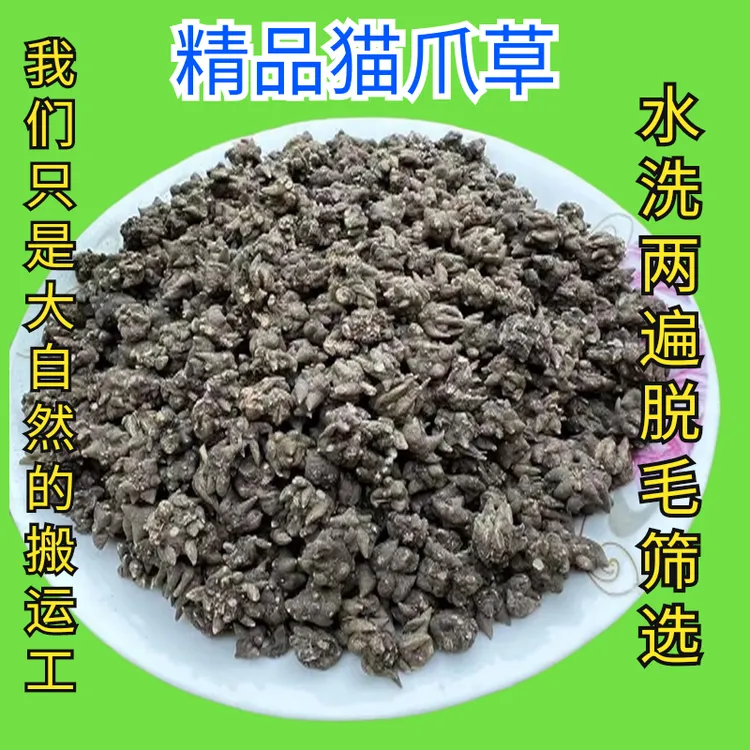 精选大别山特级猫爪草泡水喝煲汤自然晾晒不熏硫当季多年生猫抓草