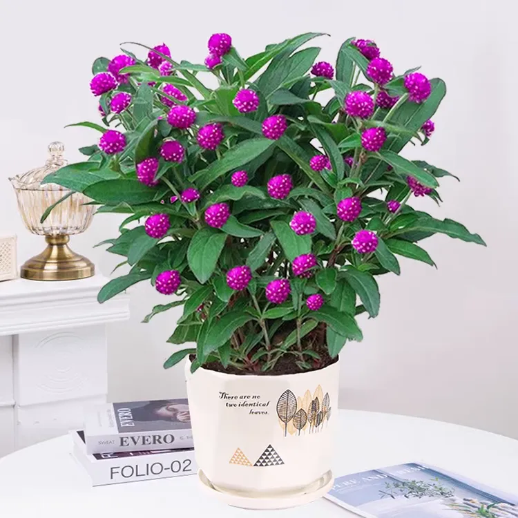 千日红盆栽百日红花苗带花苞花期长庭院阳台耐热易活植物