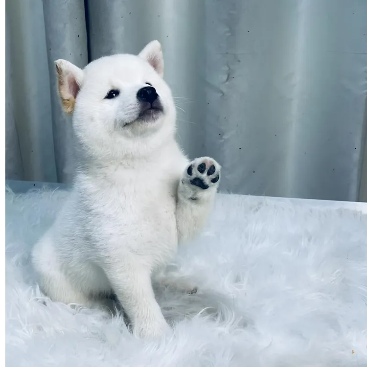 D9-豆柴宠物狗小豆芽儿子