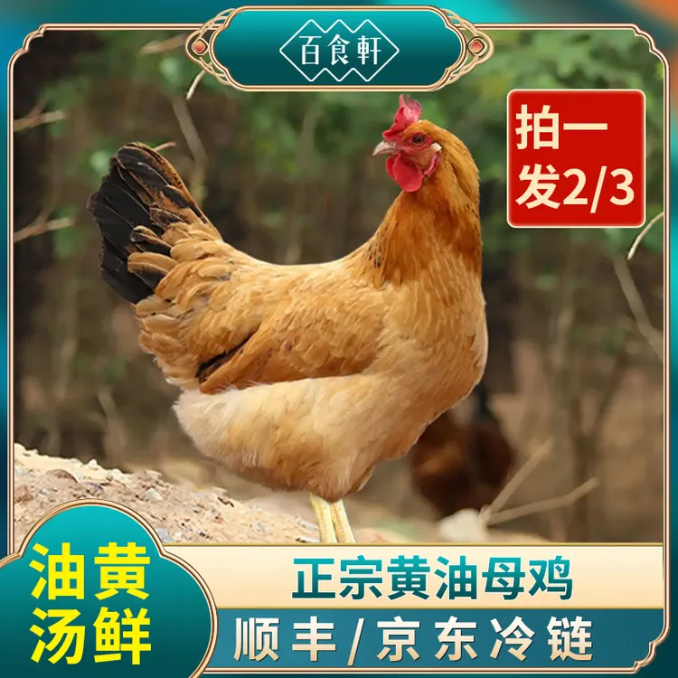 【 百食轩】大别山新鲜黄油老母鸡草鸡土鸡溜达鸡炖汤煲汤 