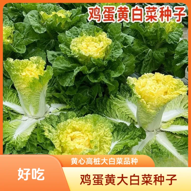 【鸡蛋黄白菜种子】正品黄心高桩大白菜种子耐寒秋季农家蔬菜种子