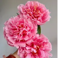 【三文鱼】芍药裸根 庭院花卉