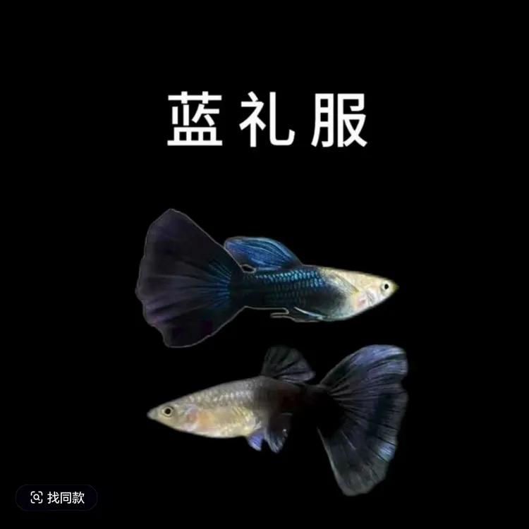 精品德系蓝礼服孔雀鱼带肚孕母小型观赏鱼淡水小鱼新手大尾鱼