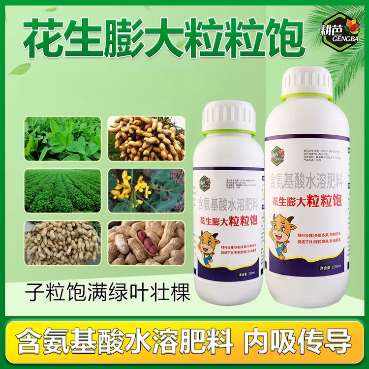 耕芭花生膨大粒粒饱绿叶壮棵颗粒饱满加强型含油量高提质增产饱满