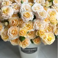 【一品花集】新品稀有【香芒起司】多头玫瑰（注意：带包装醒花哦~）