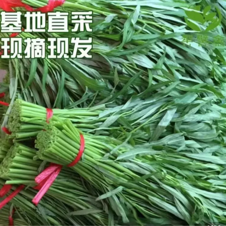 时令上海本地空心菜+米西送本地黄瓜