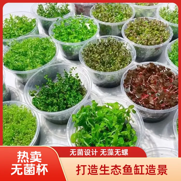 无菌杯水草新手水草鱼缸水草植物造景前景中后景懒人水溶植物阴性