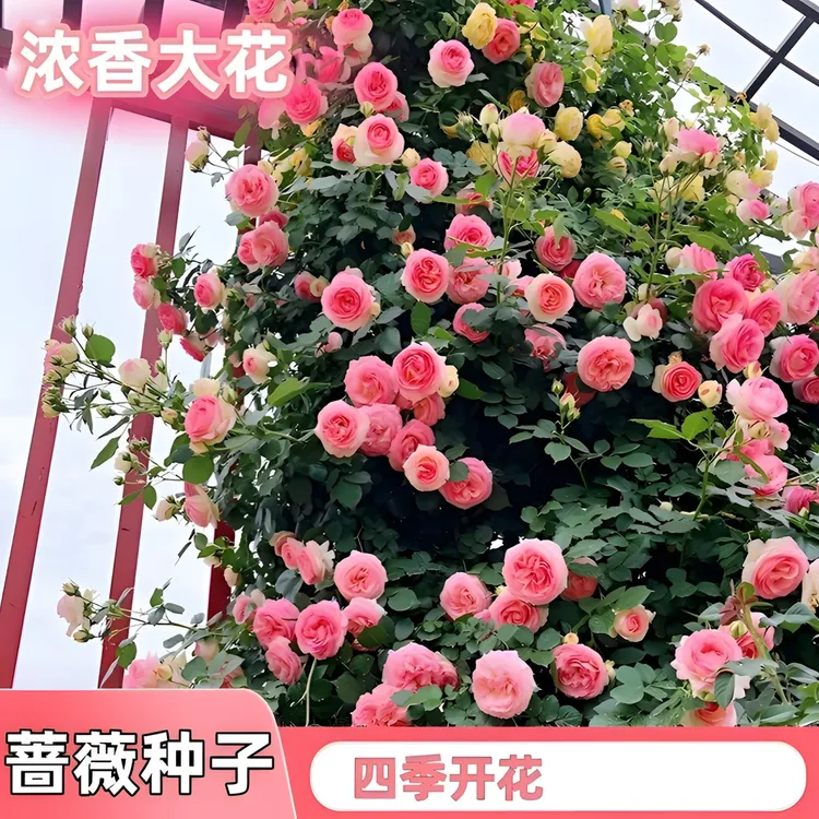 蔷薇花种子爬藤月季玫瑰四季开花爬墙攀援庭院室内花卉盆栽植物籽