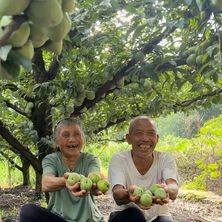 灌阳奈李广西桂林水果李子