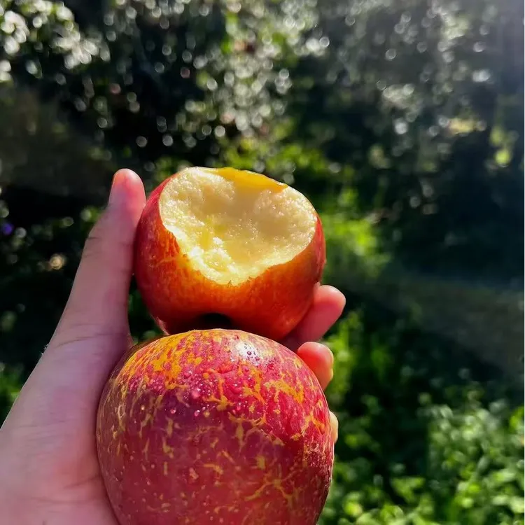 云南高山丑苹果糖心丑苹果正宗新鲜现摘脆甜多汁冰糖心水果