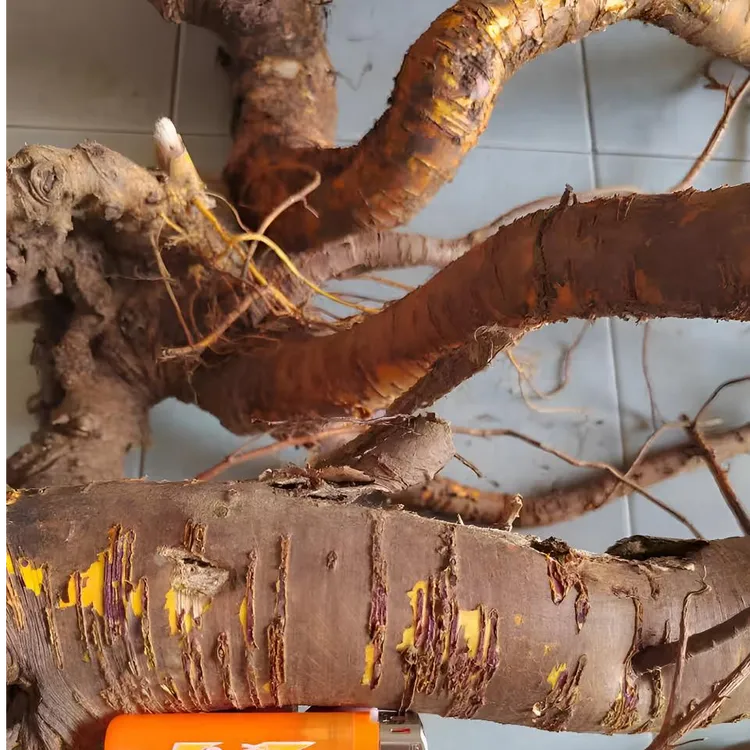 现挖深山新鲜桑树根桑葚根桑白皮晒干桑树根