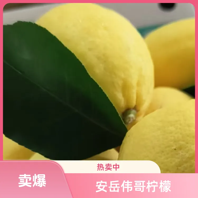 25年新果正宗安岳柠檬新鲜采摘产地直发微微发苦