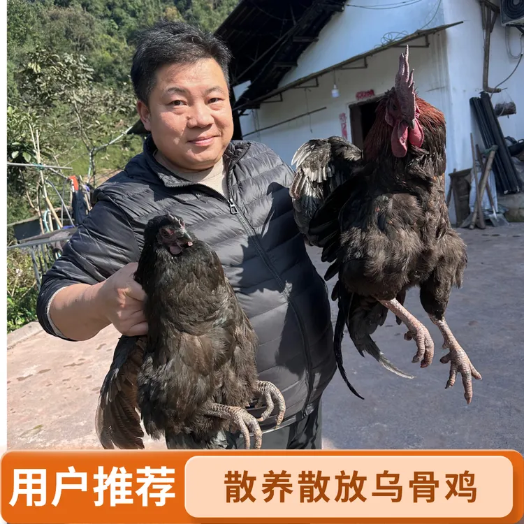 四川山地乌黑乌骨鸡老母鸡公鸡老人小孩孕妇老鸡