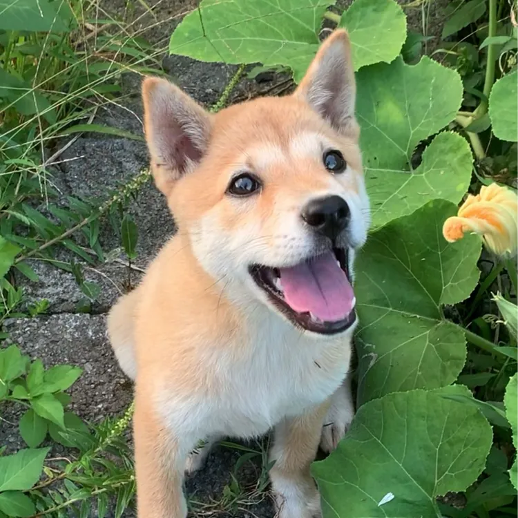 广西九万山田园犬宠物链接