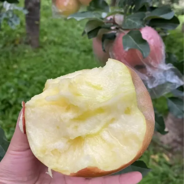 山西运城现摘现发红富士丑苹果新鲜水果冰糖心皮薄甜脆