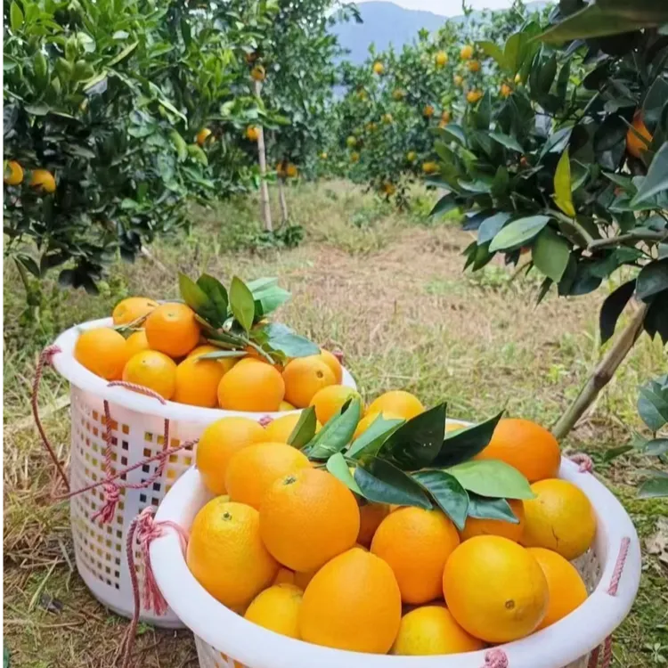 【京东包邮】正宗江西赣南脐橙应季现摘新鲜甜橙子产地直发净重9斤