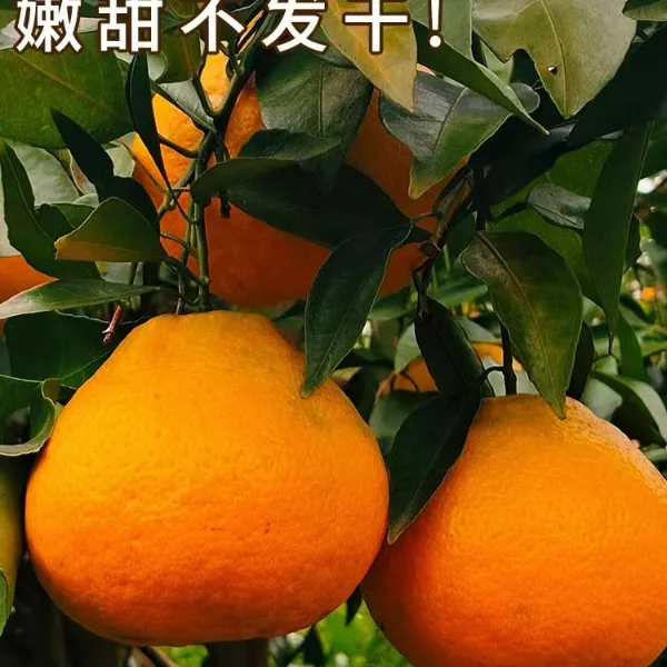 正宗四川春见耙耙柑，净重3-8斤， 香甜多汁 ，果园直发 ，坏果包赔
