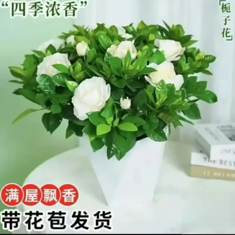 浓情绿艺正宗栀子花浓香型盆栽花卉室内植物四季净化空气好养活